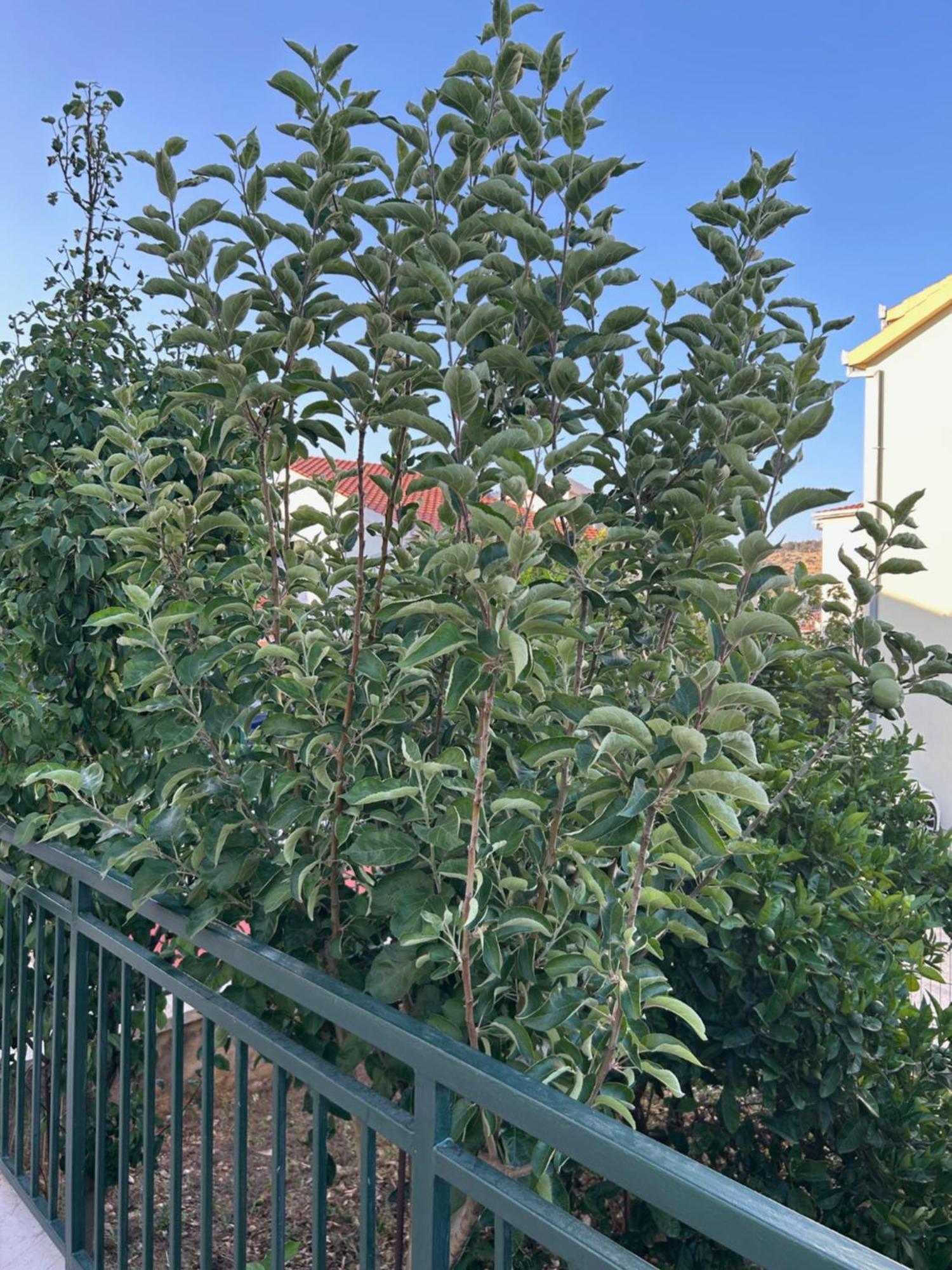 Boljat Apartman *